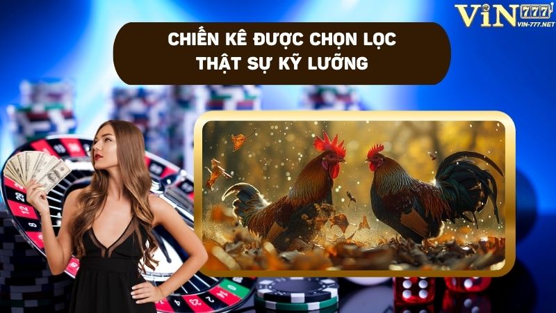 Giống chiến kê được chọn lọc thật kỹ trong trận đá gà nòi cựa sắt
